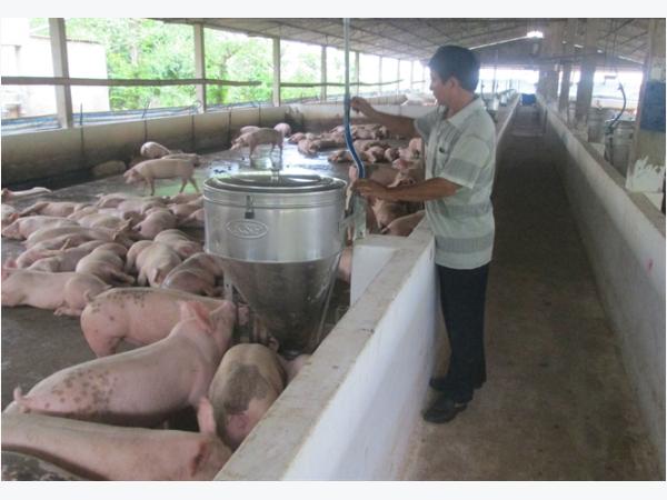 Loay hoay xuất khẩu… vì rào cản thú y
