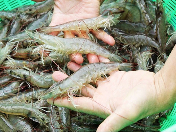 Hiệu quả nuôi tôm thẻ bằng thức ăn có B-Glucan