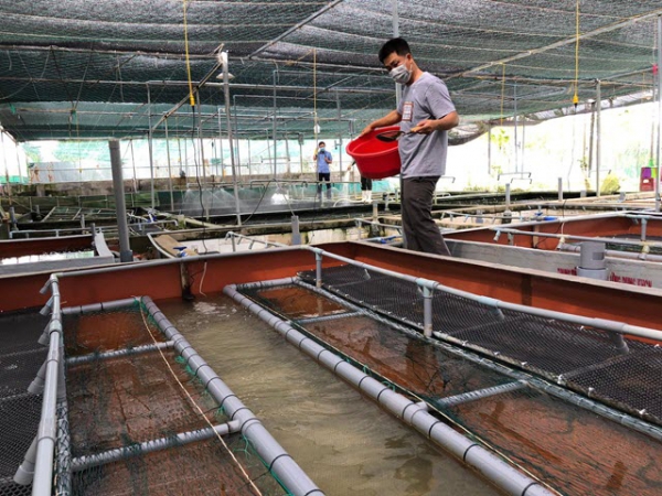 Nuôi lươn không bùn thu lãi hàng trăm triệu mỗi năm