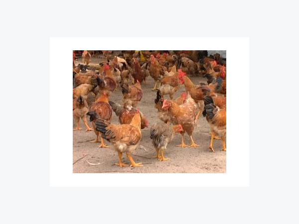 Hiệu Quả Từ Mô Hình Nuôi Gà Trên Sân Cát