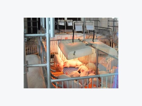 20 biện pháp phòng ngừa dịch bệnh trong trại heo