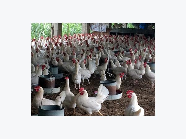 Bệnh giun đũa ở gà