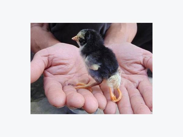 Cách phát hiện sớm bệnh CRD ở Gà