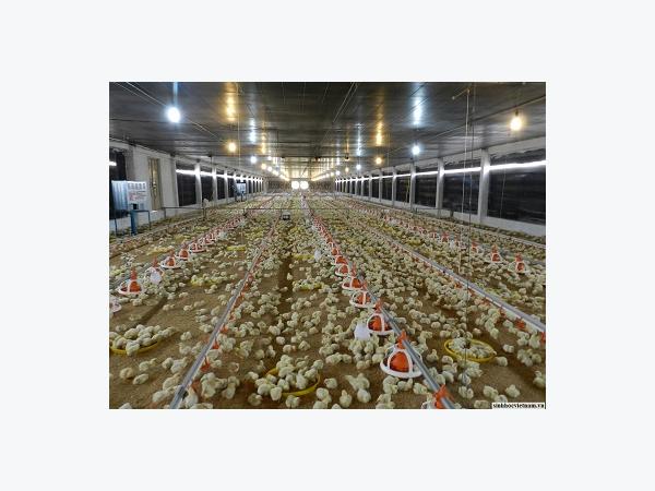 Chăm sóc, nuôi dưỡng gà con không có mẹ