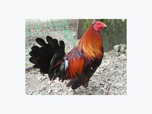 Chăn nuôi gà hữu cơ là gì