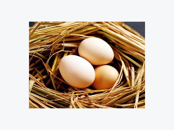 Để gà đẻ trứng tốt trong mùa hè