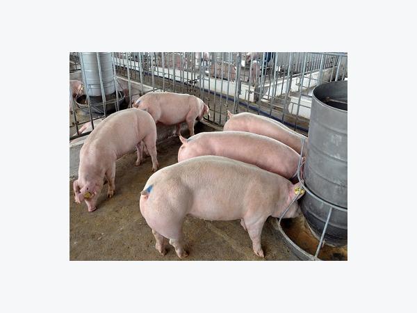 Di truyền chọn giống và đề kháng PRRS