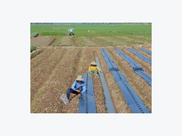Dưa hấu tăng giá trở lại