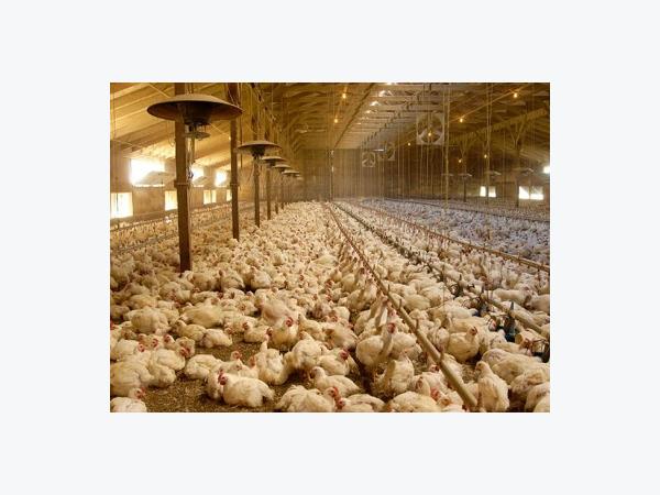 Giúp gà đẻ trứng đều, chất lượng cao