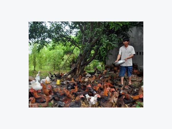Hoạch toán kinh tế chăn nuôi gà thịt thả vườn