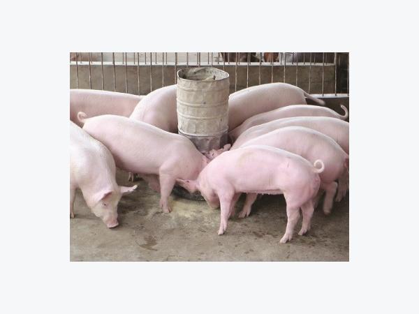 Học cách chăm sóc heo con nhanh lớn sau cai sữa