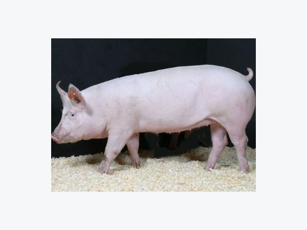 Hướng dẫn tiêm bổ sung sắt, vitamin cho heo