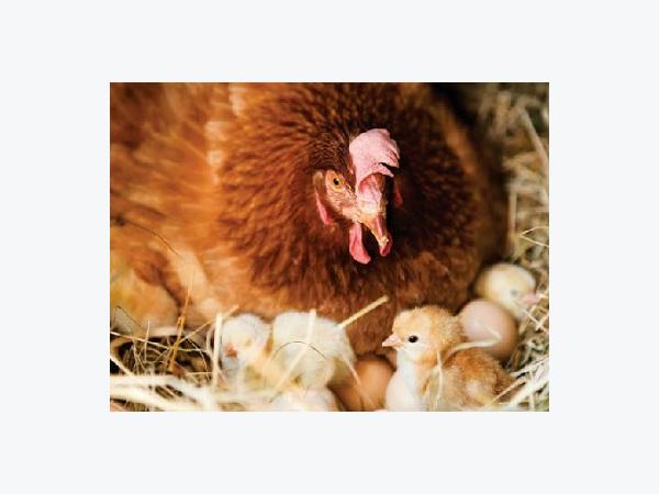 Khởi nghiệp nuôi gà siêu trứng mô hình trang trại