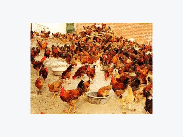 Kỹ thuật chăn nuôi gà thương phẩm giống thịt