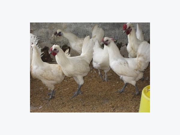 Kỹ thuật nuôi gà Ác sinh sản