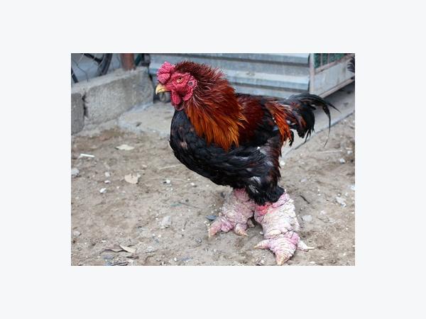 Làm sao để biết gà bệnh