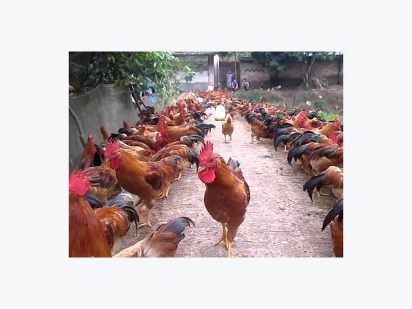 Mẫu kế hoạch sản xuất đàn gà thương phẩm