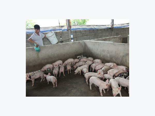 Chẩn đoán lâm sàng phân biệt 4 bệnh đỏ của lợn