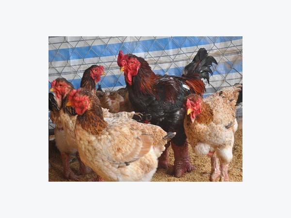 Một số lưu ý khi chăn nuôi gà hậu bị