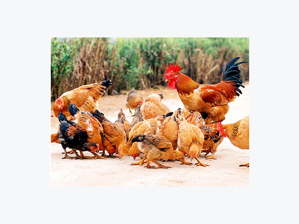 Một số lưu ý với mô hình nuôi gà thả vườn