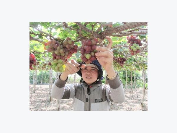Nho đỏ lúc lỉu quả mọng giữa vùng nắng hạn