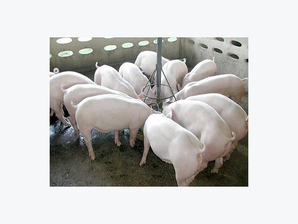 Những quyết định phù hợp để kiểm soát sớm và giảm thiểu thiệt hại kinh tế đới với dịch lở mồm long móng