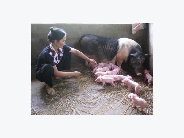 Những yếu tố ảnh hưởng đến việc chăn nuôi heo nái mắn đẻ