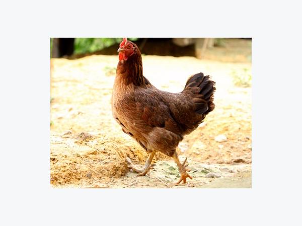 Phân biệt bệnh Gumboro với bệnh dịch tả ở gà