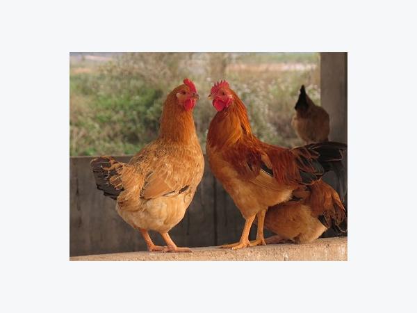 Phòng bệnh Marek ở gà