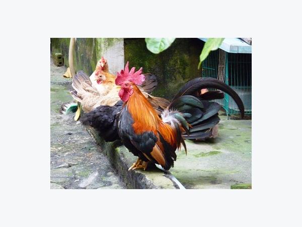 Phương pháp chẩn đoán bệnh H5N1 trên gà