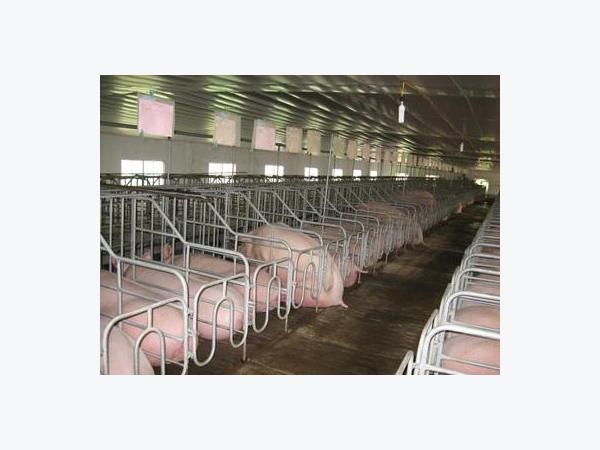 Quản lí đàn heo để chăn nuôi có hiệu quả