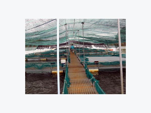Toàn tỉnh có 46 cơ sở kinh doanh và sản xuất cá giống