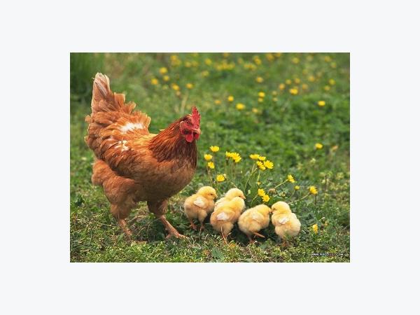 Tăng sức sống cho gà con