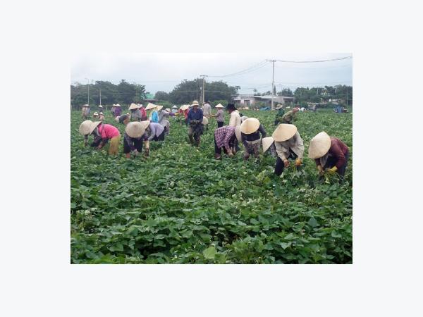 Bà Rịa - Vũng Tàu dồi dào nước tưới trong mùa hạn