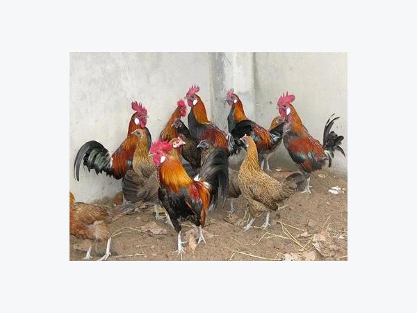 Thức ăn đậm đặc cho gà