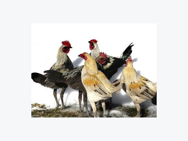 Thức ăn nuôi gà sinh sản hướng thịt