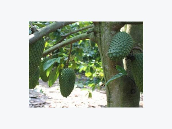 Trồng mãng cầu gai trên gốc bình bát thích ứng phèn, mặn