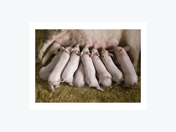 Ứng dụng tiến bộ kỹ thuật để nâng cao năng suất sinh sản của heo nái
