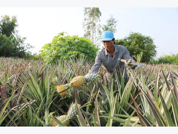 Trồng dứa trên đất phèn thu hàng trăm triệu đồng mỗi năm