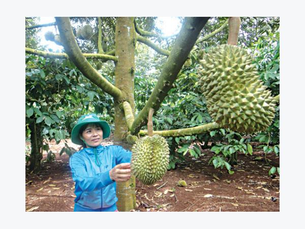 Hiệu quả kép với mô hình trồng xen canh