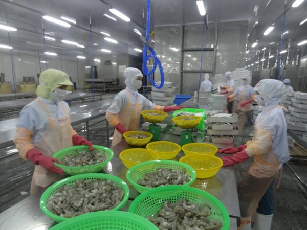 EU sẽ là thị trường tỷ đô đầu tiên của tôm Việt Nam?