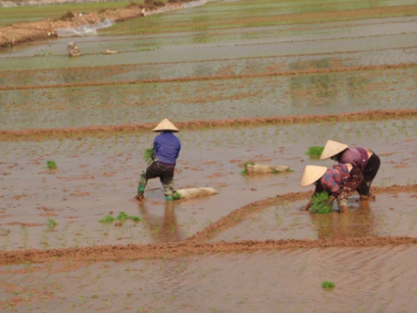 Kiểm soát diễn biến của rầy ngay khi gieo cấy