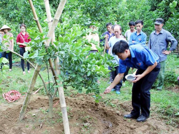 Phục hồi vườn cây ăn trái sau thu hoạch