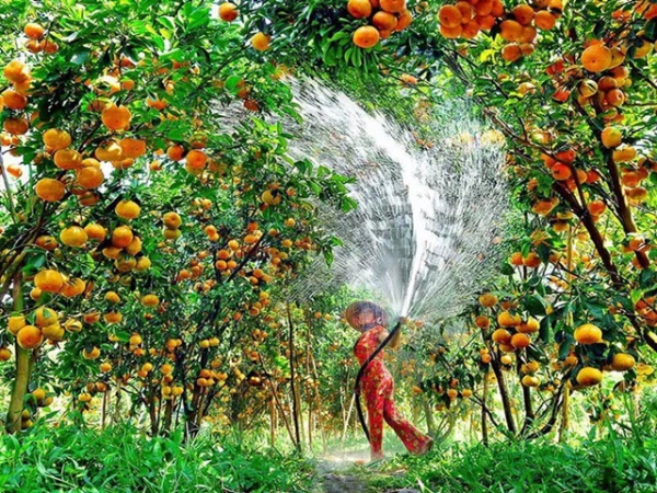 Quy trình kỹ thuật chăm sóc vườn cây ăn trái sau thu hoạch