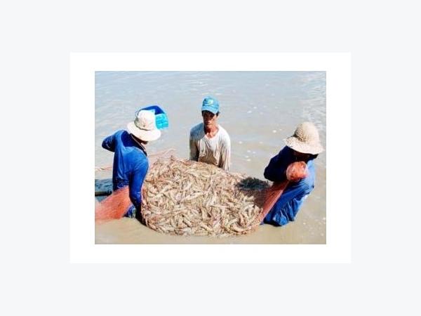 Để Con Tôm
