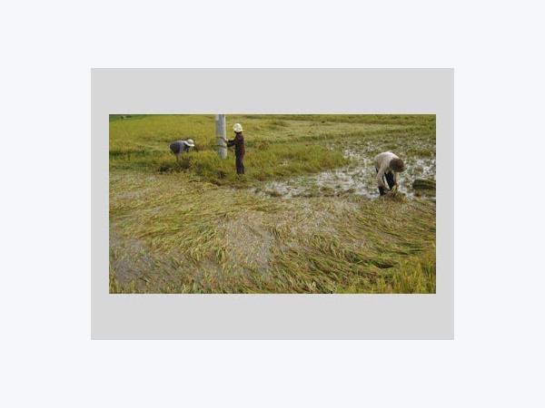 Thu Hoạch Lúa Bị Đổ Ngã Chi Phí Cao, Thất Thoát Lớn Ở Phú Yên