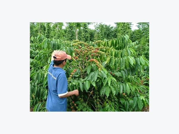 Phòng Trừ Một Số Bệnh Hại Cây Cà Phê