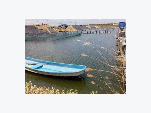 Giải pháp nuôi thủy sản ứng phó hạn, xâm nhập mặn