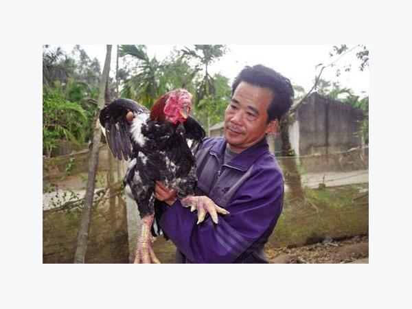 Gà Móng Tiên Phong