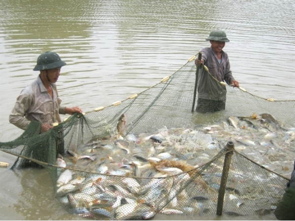 Cải tạo hạ tầng thâm canh thủy sản